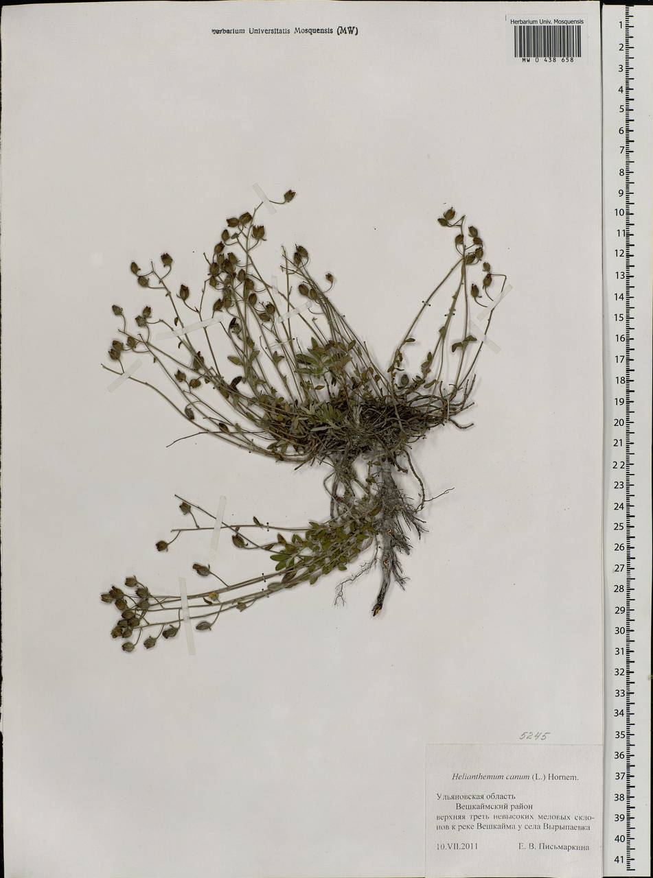 Helianthemum canum (L.) Baumg., Eastern Europe, Middle Volga region (E8) (Russia)