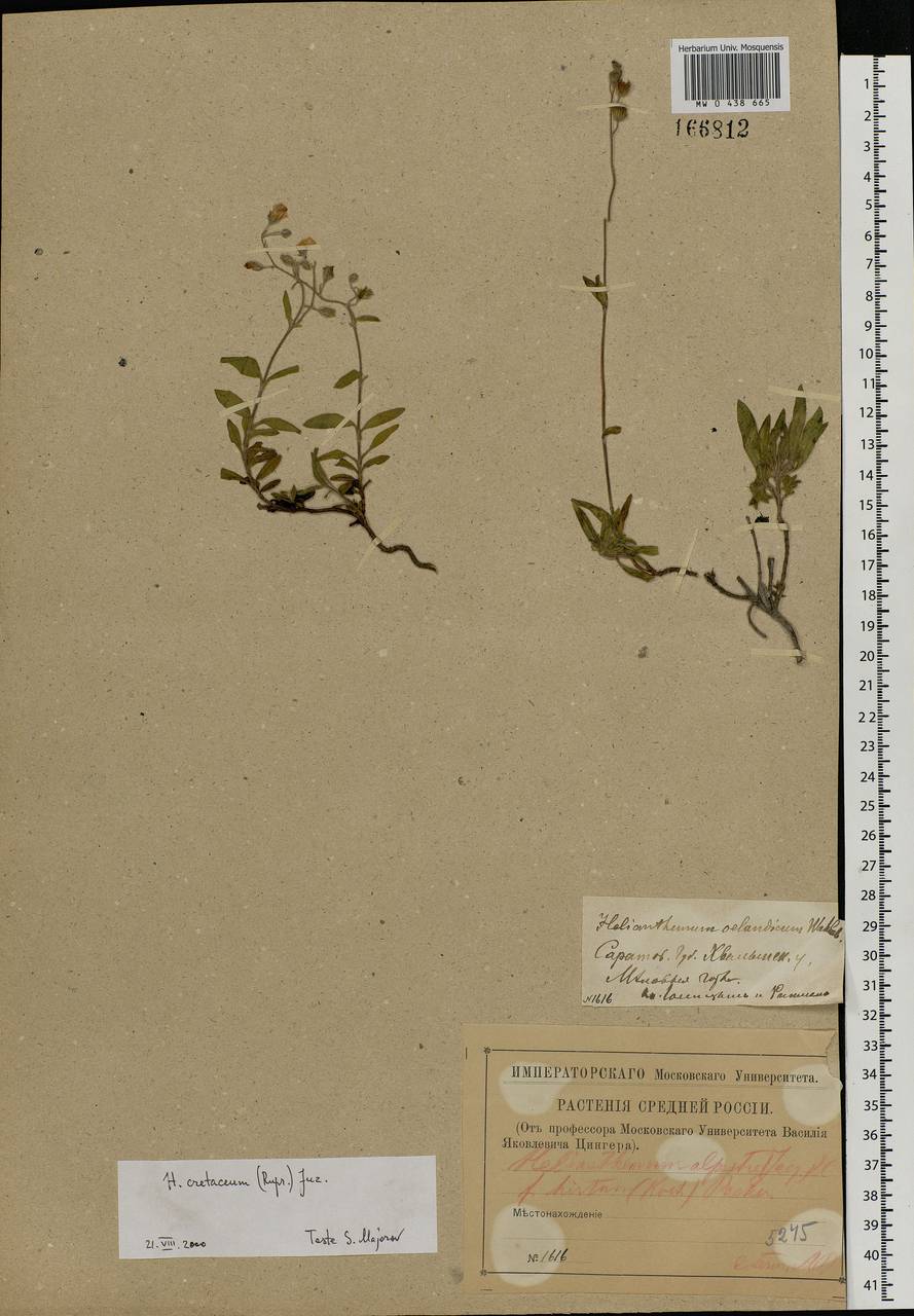 Helianthemum rupifragum A. Kern., Eastern Europe, Lower Volga region (E9) (Russia)