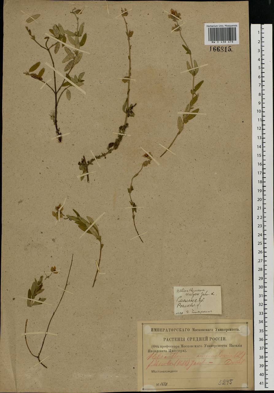 Helianthemum nummularium (L.) Mill., Eastern Europe, Western region (E3) (Russia)