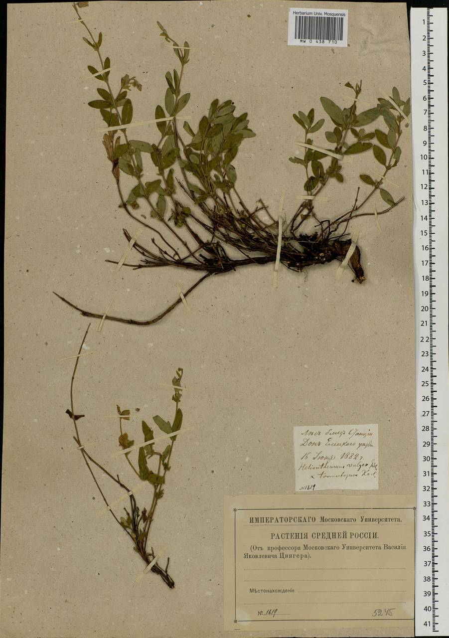 Helianthemum nummularium (L.) Mill., Eastern Europe, Central forest-and-steppe region (E6) (Russia)