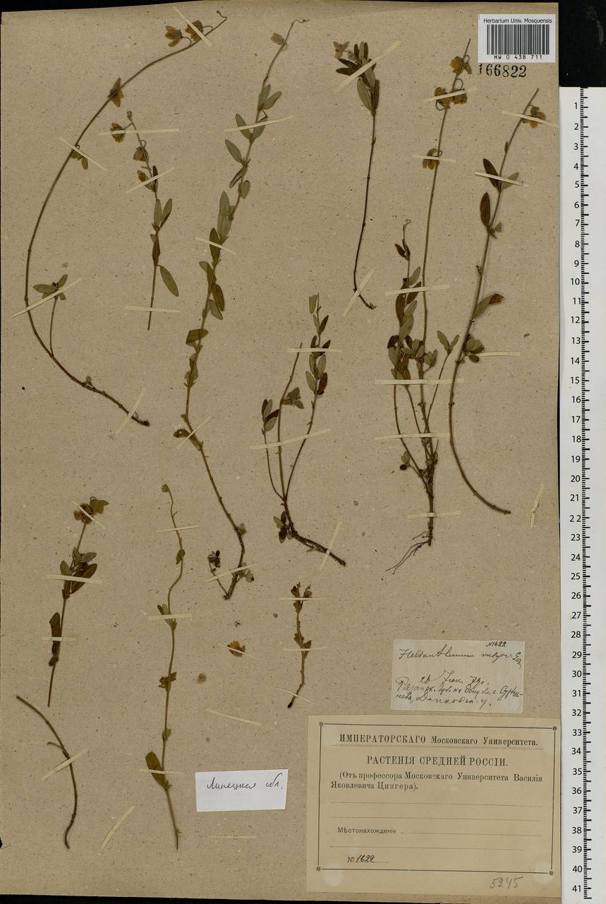 Helianthemum nummularium, Eastern Europe, Central forest-and-steppe region (E6) (Russia)