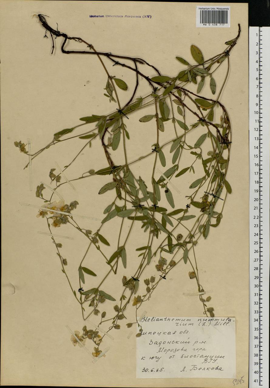 Helianthemum nummularium (L.) Mill., Eastern Europe, Central forest-and-steppe region (E6) (Russia)