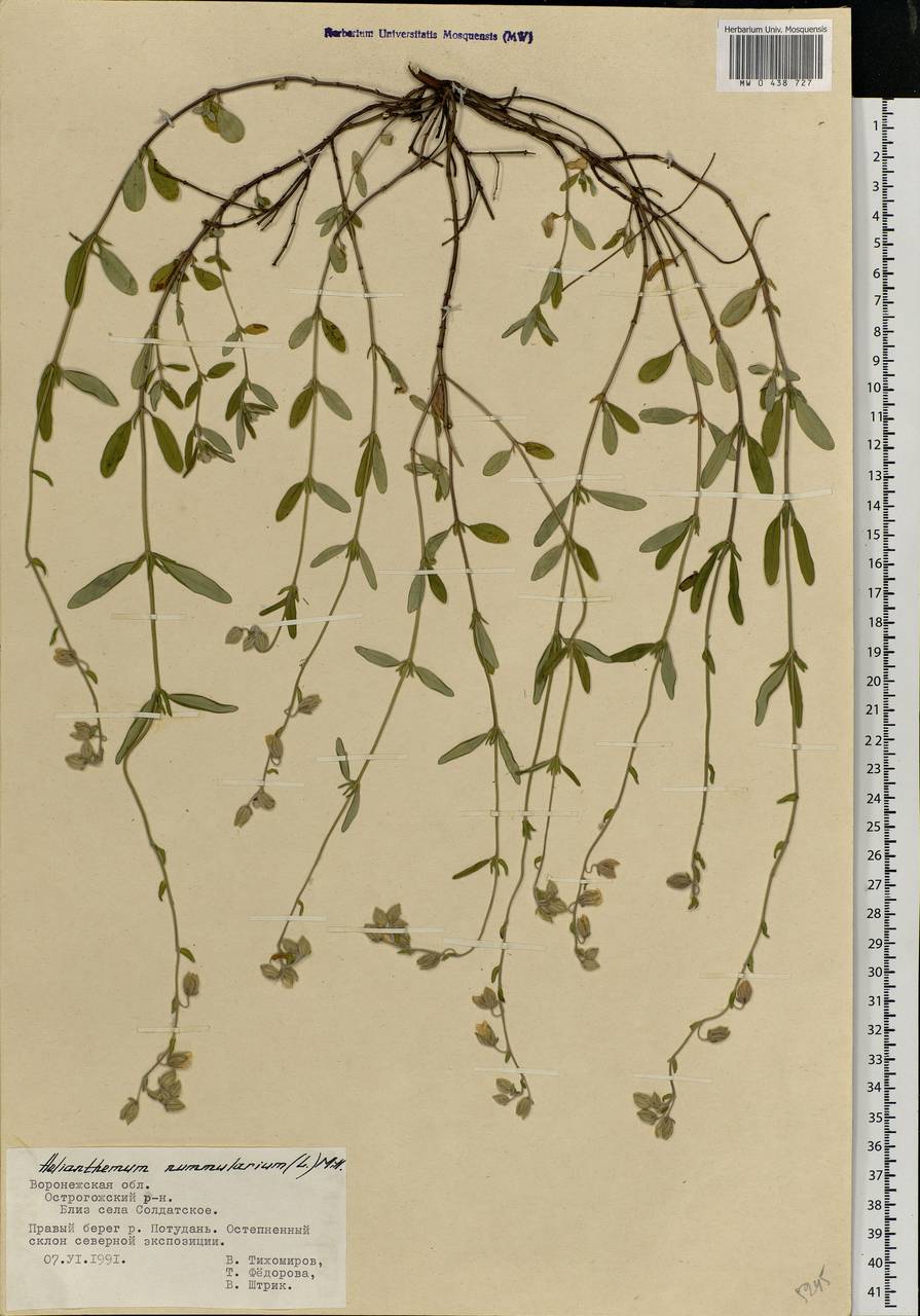 Helianthemum nummularium (L.) Mill., Eastern Europe, Central forest-and-steppe region (E6) (Russia)