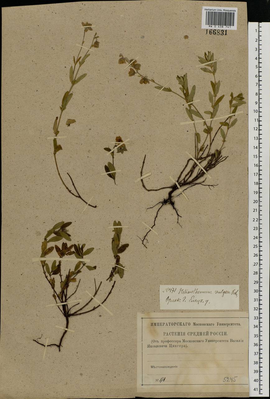 Helianthemum nummularium, Eastern Europe, Central forest-and-steppe region (E6) (Russia)