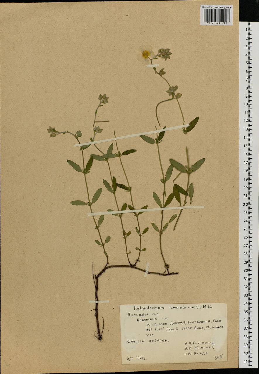 Helianthemum nummularium, Eastern Europe, Central forest-and-steppe region (E6) (Russia)