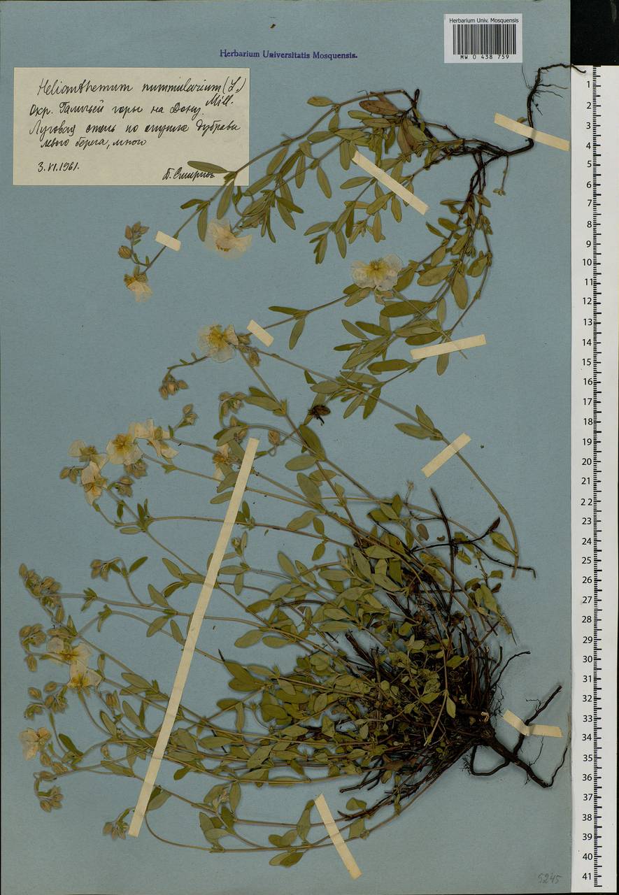 Helianthemum nummularium, Eastern Europe, Central forest-and-steppe region (E6) (Russia)