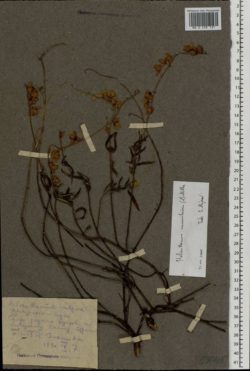 Helianthemum nummularium, Eastern Europe, Middle Volga region (E8) (Russia)