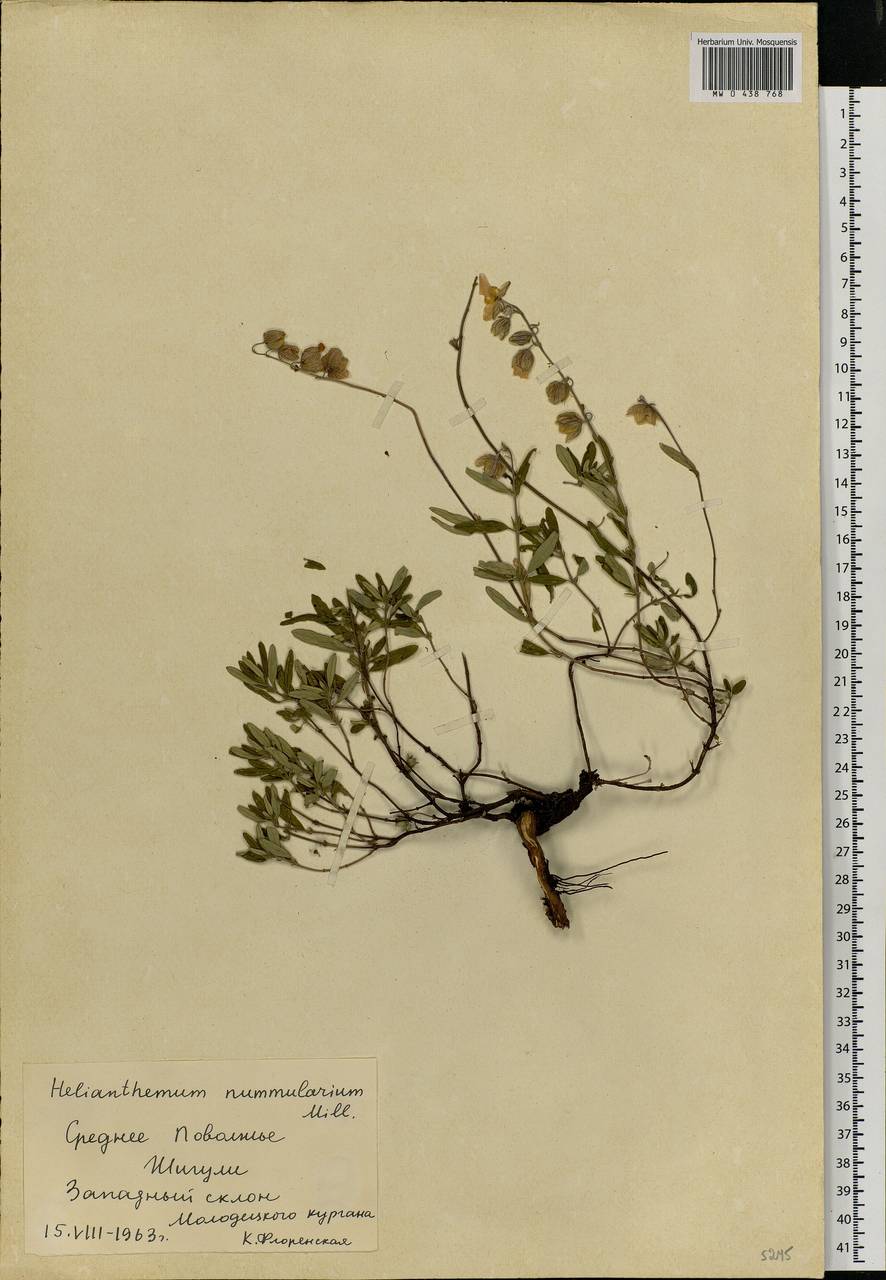 Helianthemum nummularium (L.) Mill., Eastern Europe, Middle Volga region (E8) (Russia)