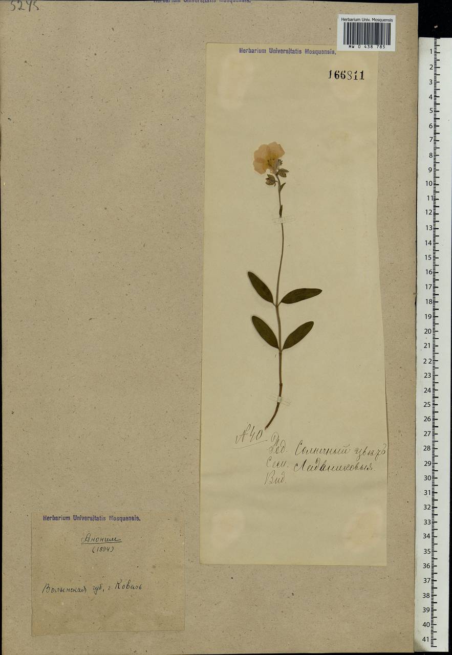 Helianthemum nummularium, Eastern Europe, North Ukrainian region (E11) (Ukraine)