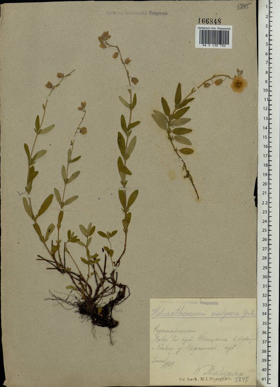 Helianthemum nummularium (L.) Mill., Eastern Europe, North Ukrainian region (E11) (Ukraine)