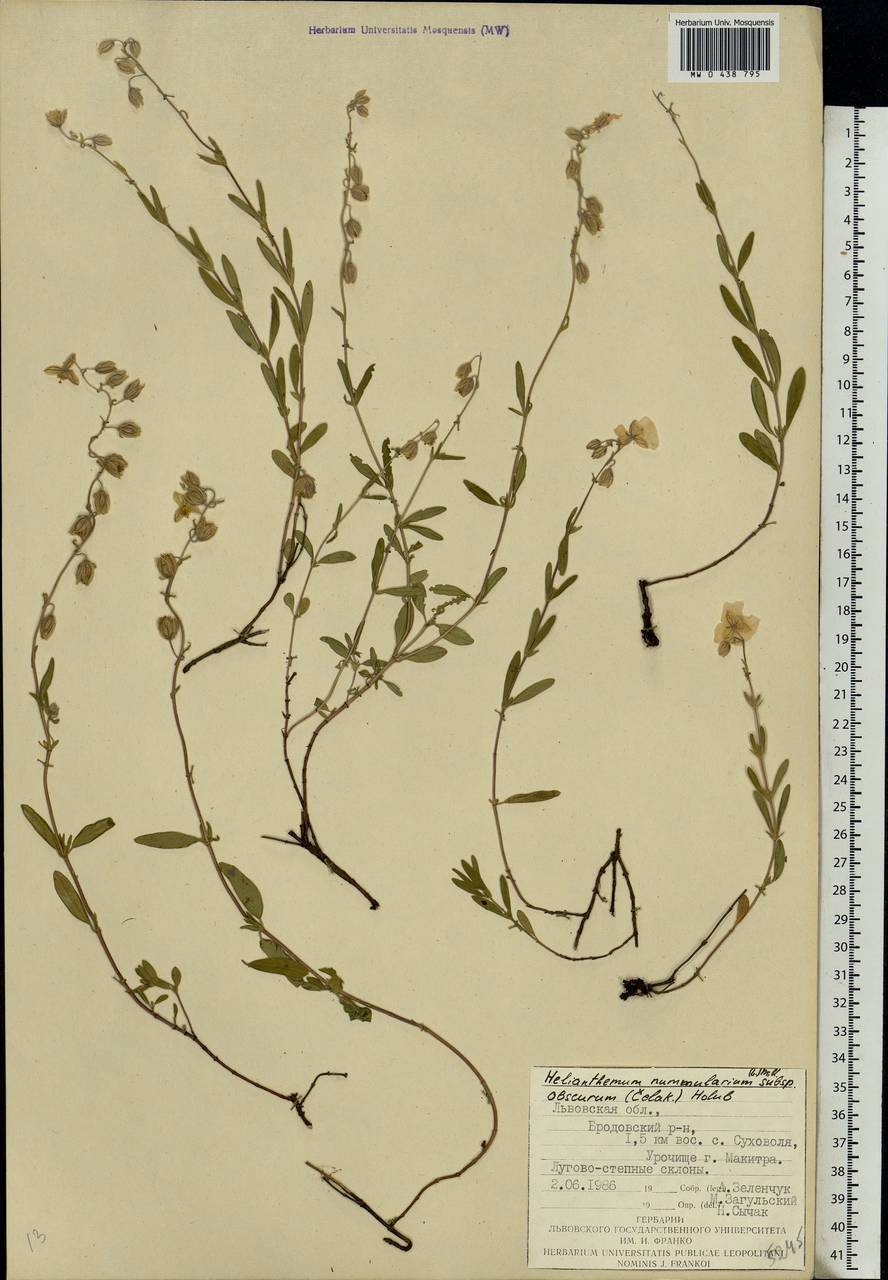 Helianthemum nummularium (L.) Mill., Eastern Europe, West Ukrainian region (E13) (Ukraine)