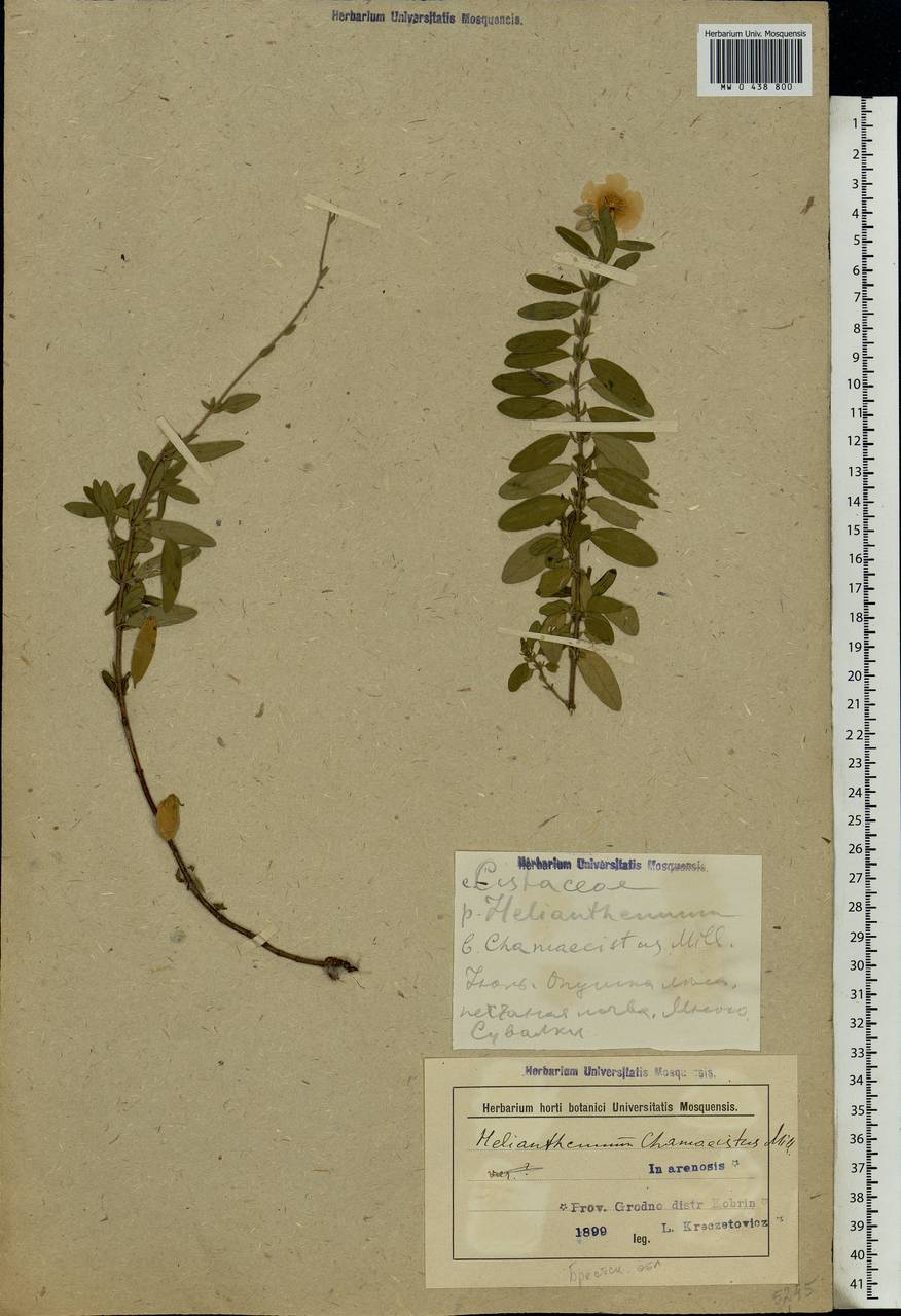 Helianthemum nummularium subsp. obscurum (Pers. ex Wahlenb.) Holub, Eastern Europe, Belarus (E3a) (Belarus)