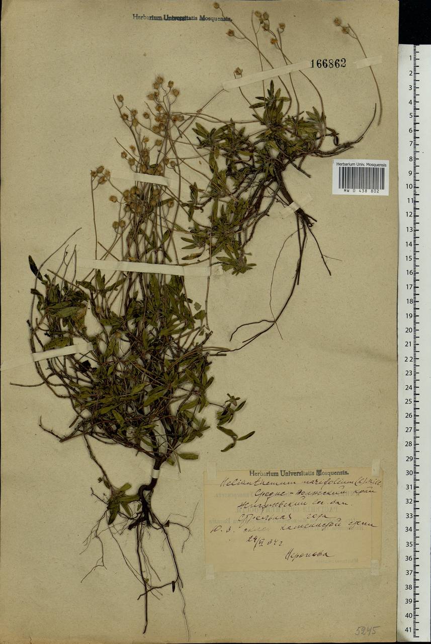 Helianthemum rupifragum A. Kerner, Eastern Europe, Middle Volga region (E8) (Russia)