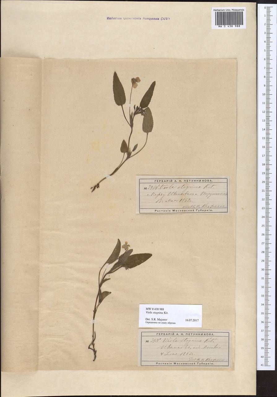 Viola stagnina Kit., Eastern Europe, Moscow region (E4a) (Russia)