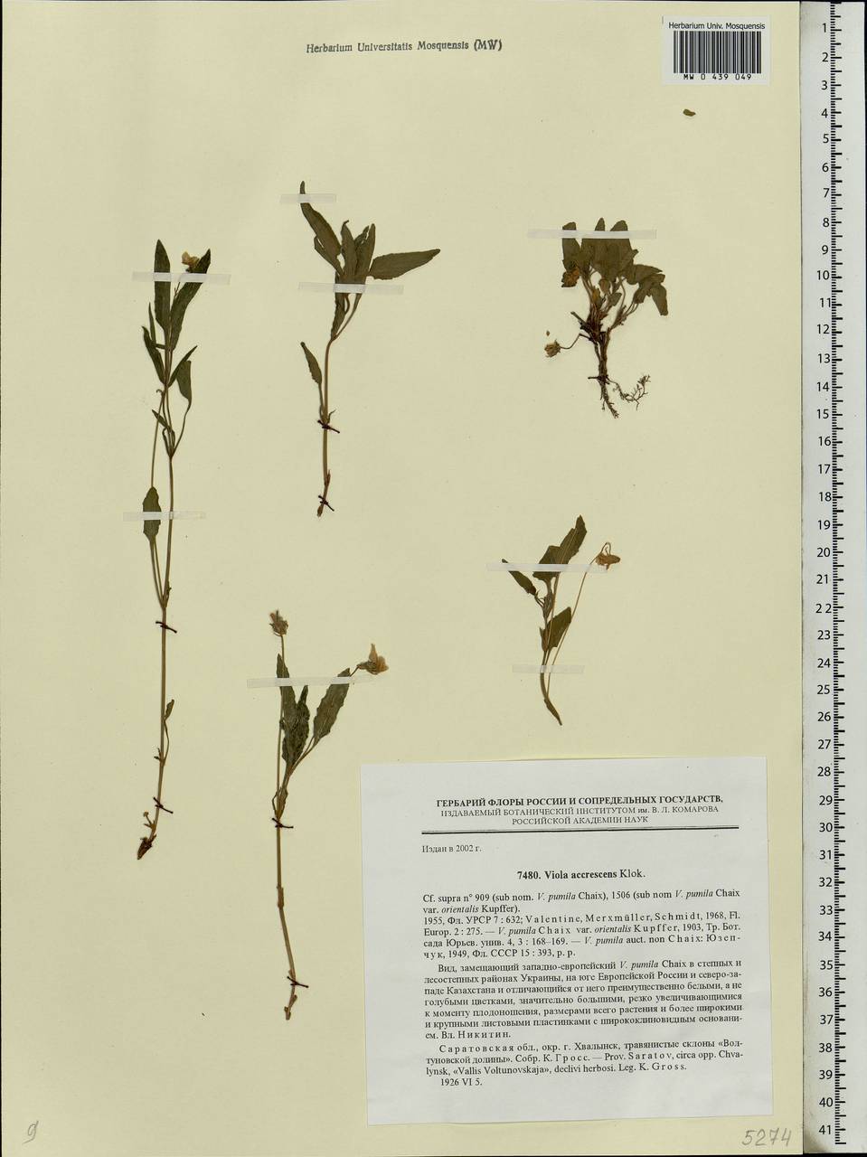 Viola pumila Chaix, Eastern Europe, Lower Volga region (E9) (Russia)