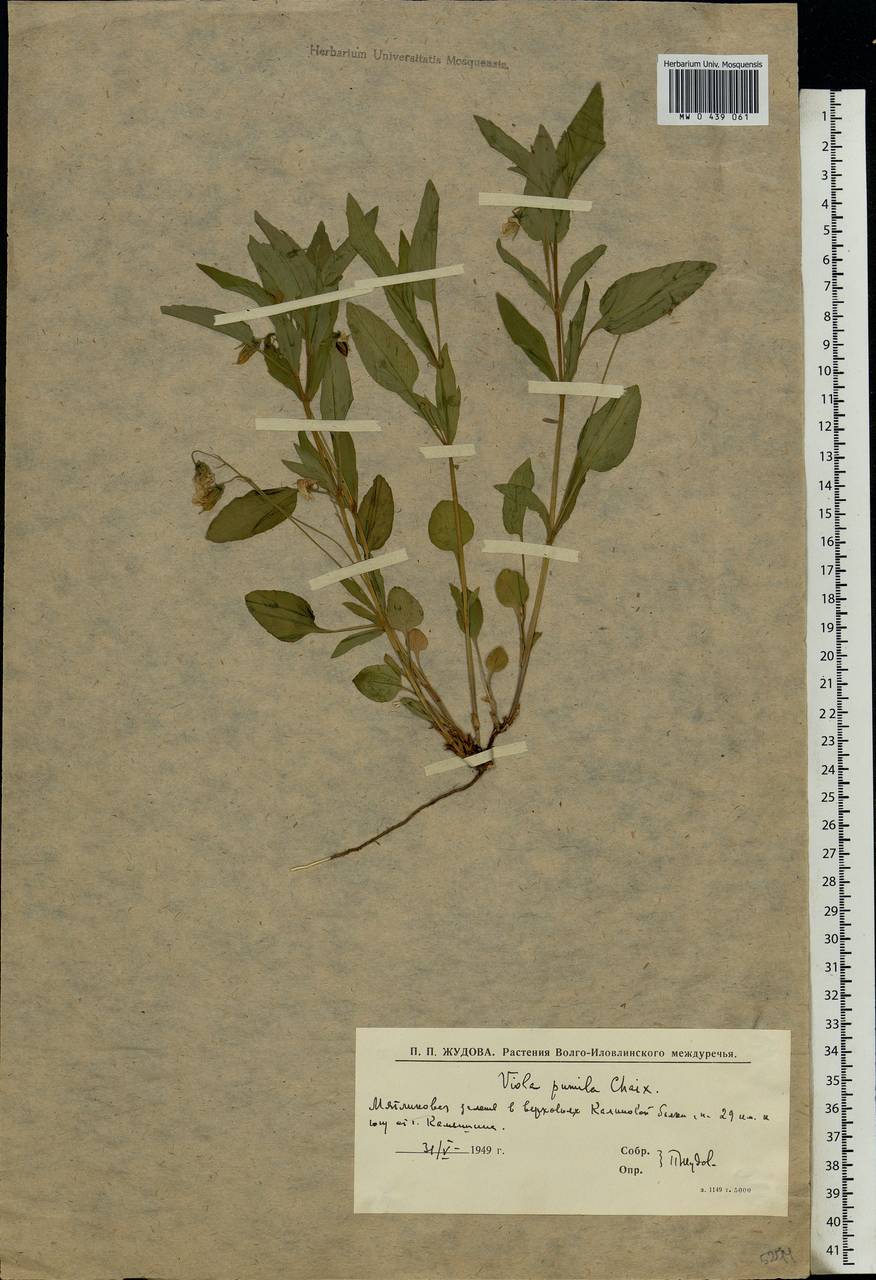 Viola pumila Chaix, Eastern Europe, Lower Volga region (E9) (Russia)