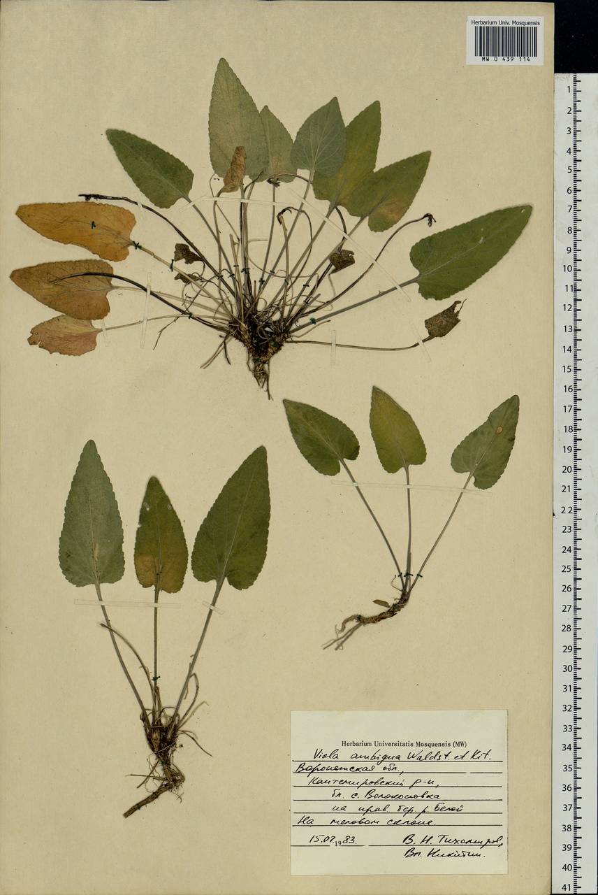Viola ambigua Waldst. & Kit., Eastern Europe, Central forest-and-steppe region (E6) (Russia)