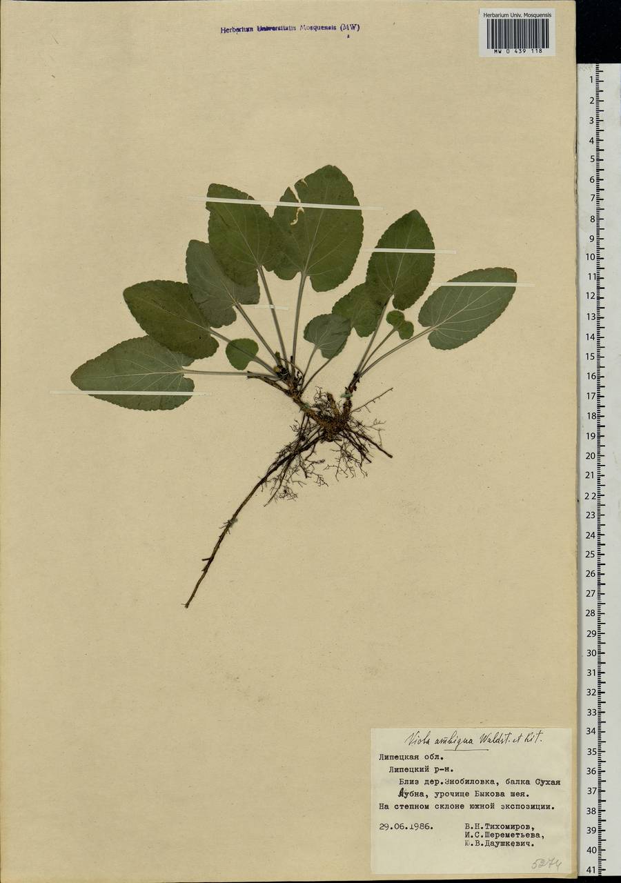 Viola ambigua Waldst. & Kit., Eastern Europe, Central forest-and-steppe region (E6) (Russia)