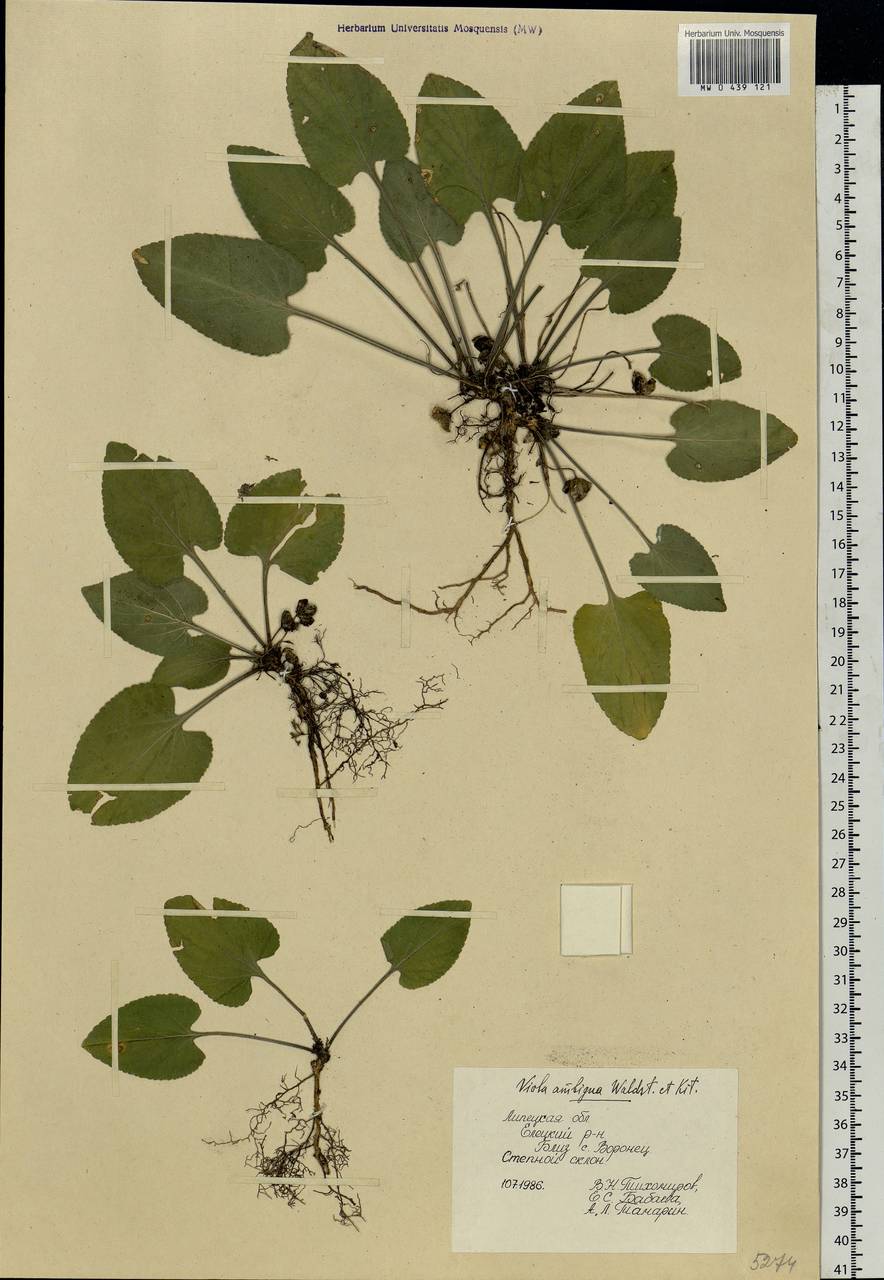 Viola ambigua Waldst. & Kit., Eastern Europe, Central forest-and-steppe region (E6) (Russia)