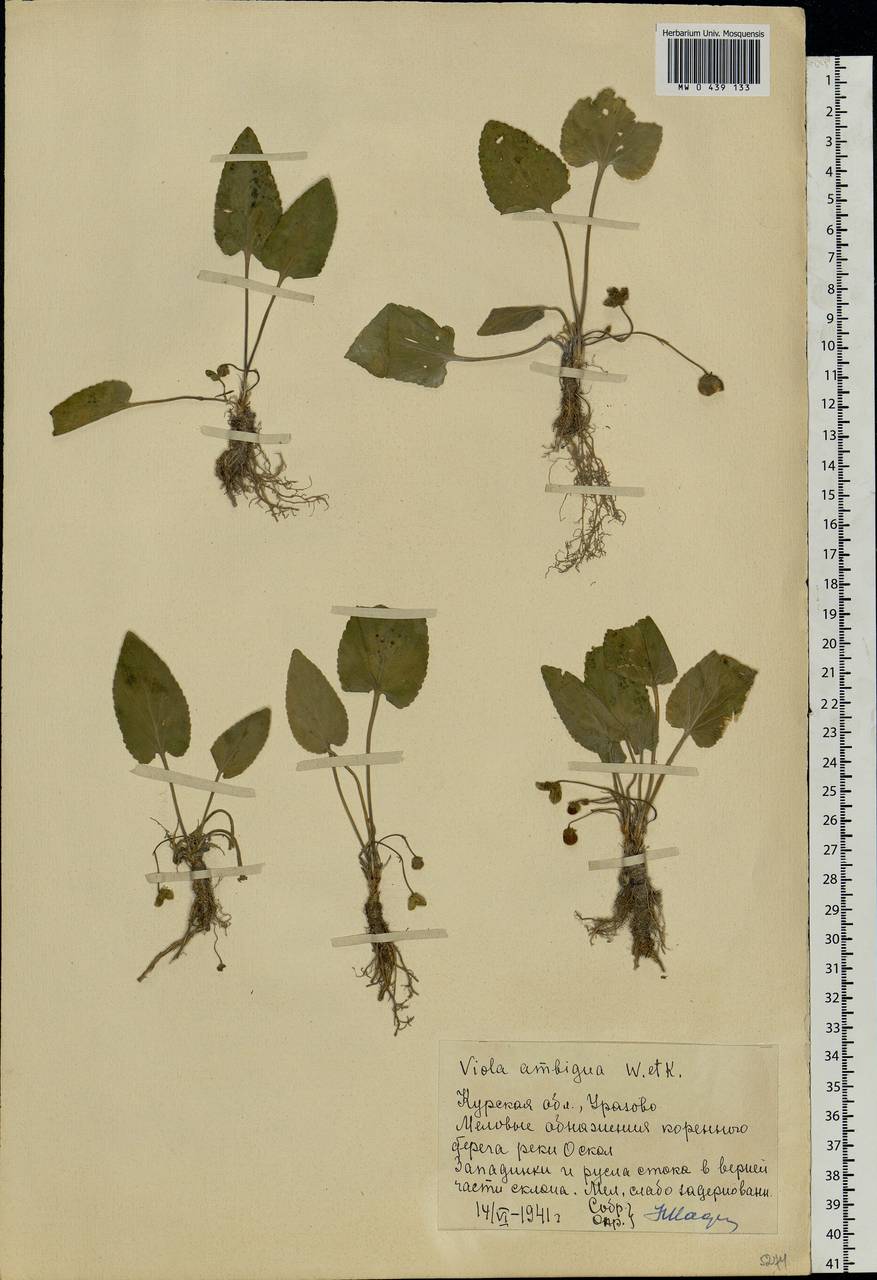 Viola ambigua Waldst. & Kit., Eastern Europe, Central forest-and-steppe region (E6) (Russia)