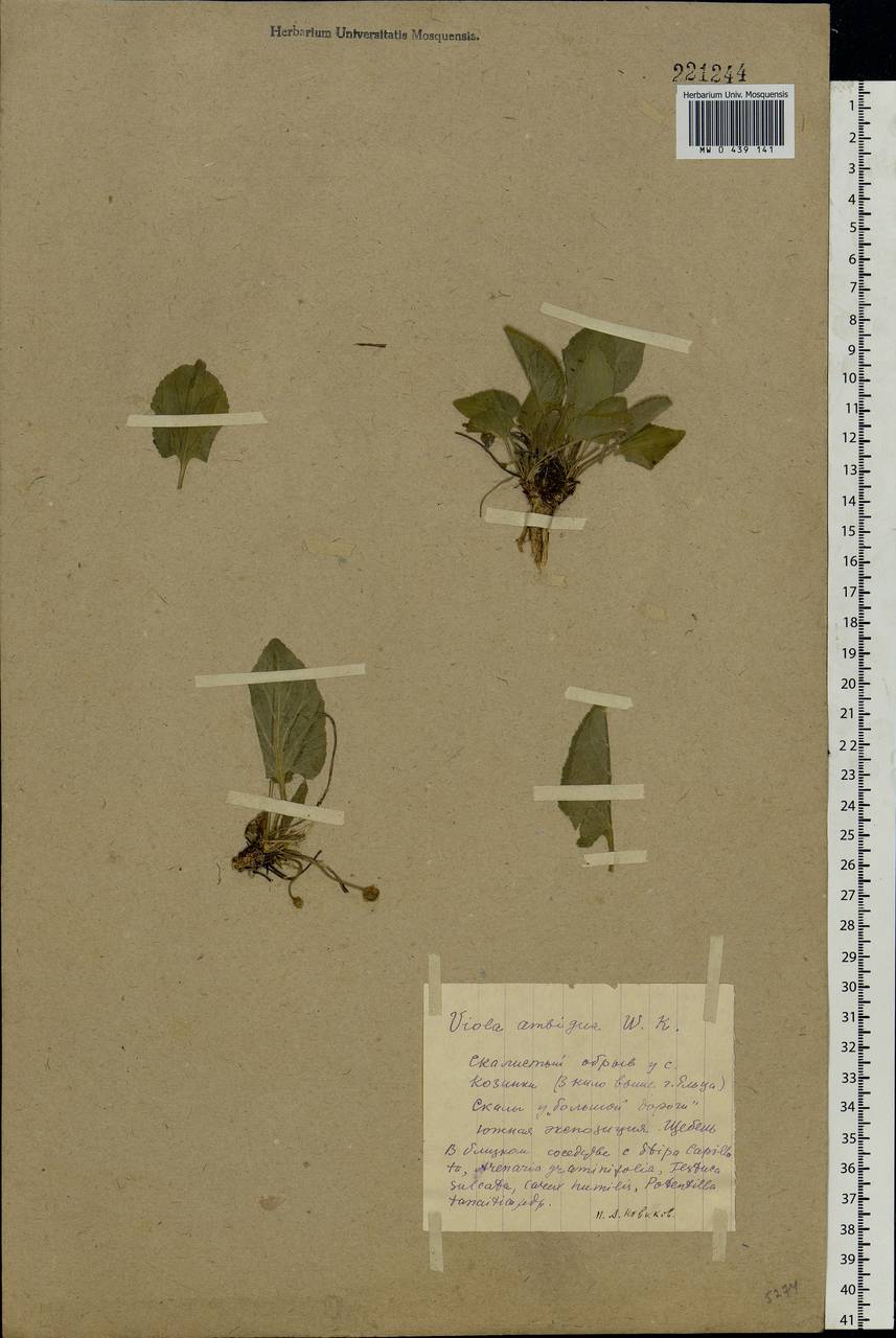 Viola ambigua Waldst. & Kit., Eastern Europe, Central forest-and-steppe region (E6) (Russia)