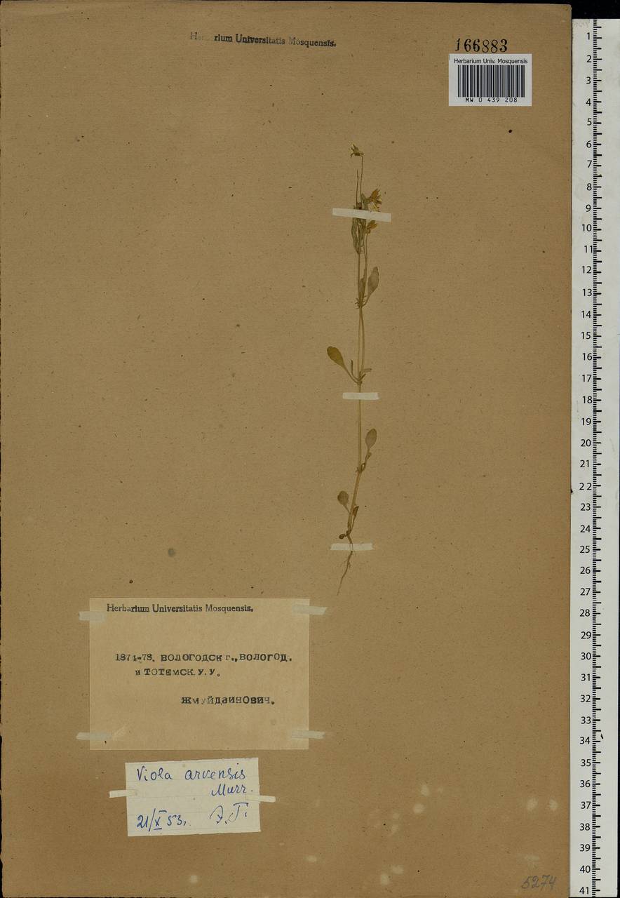Viola arvensis Murray, Eastern Europe, Northern region (E1) (Russia)