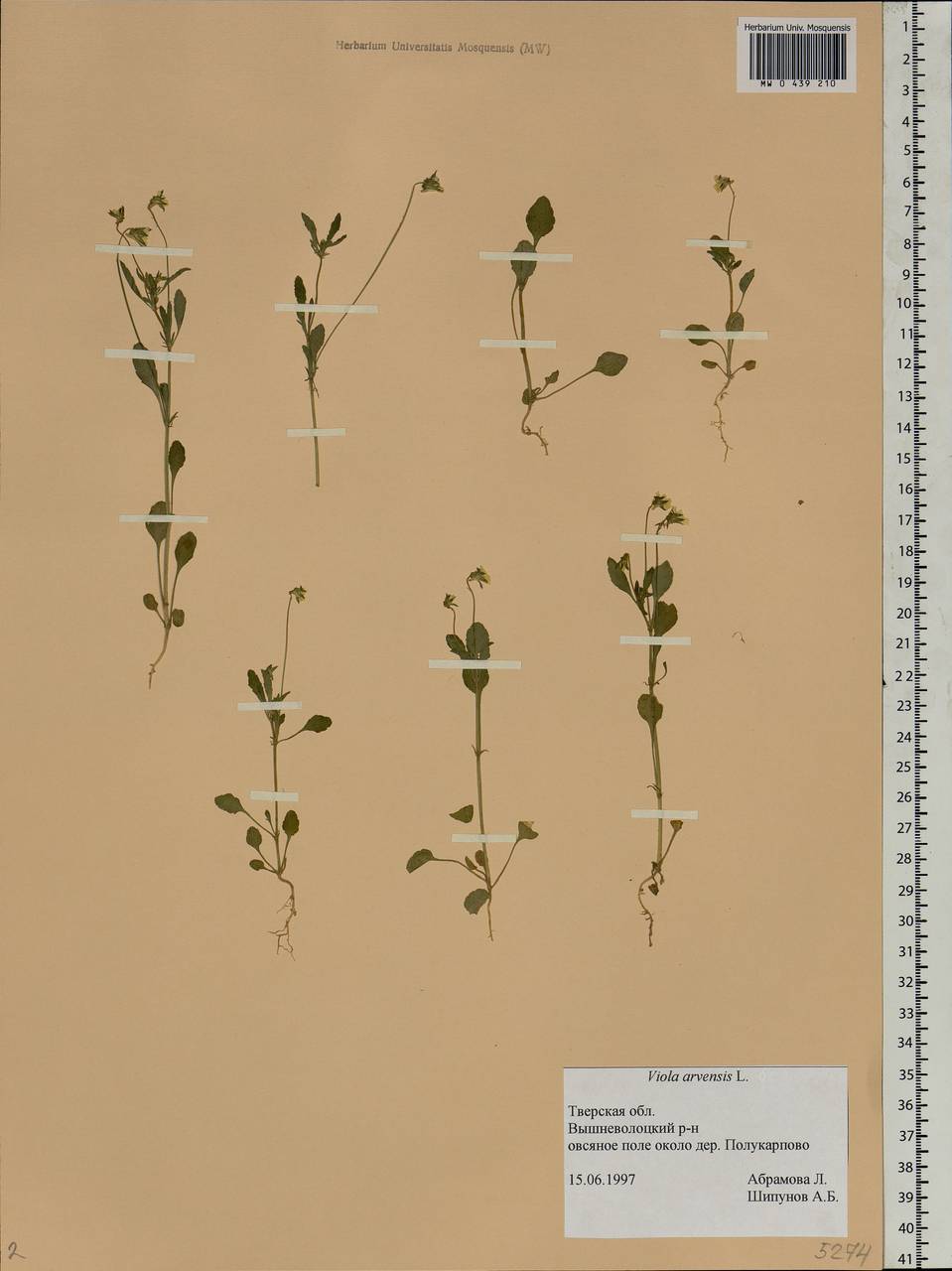 Viola arvensis Murray, Eastern Europe, North-Western region (E2) (Russia)