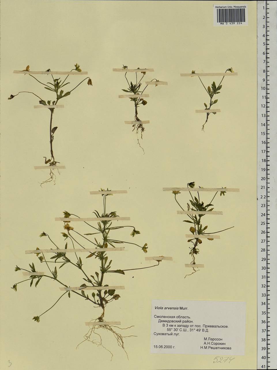 Viola arvensis Murray, Eastern Europe, Western region (E3) (Russia)