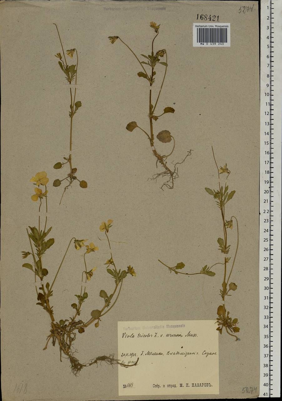 Viola arvensis Murray, Eastern Europe, Central region (E4) (Russia)