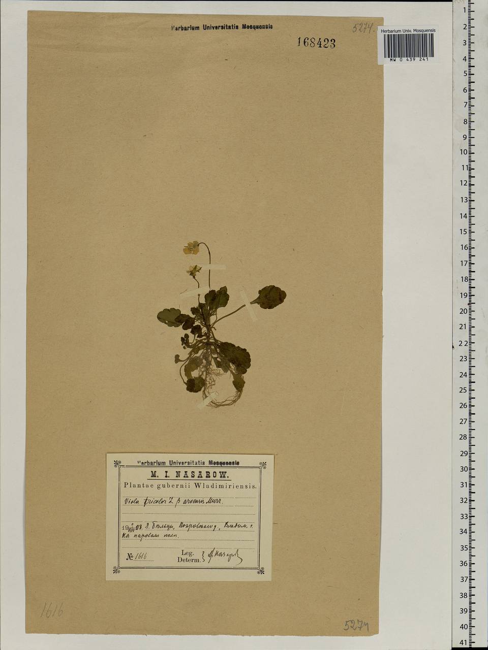 Viola arvensis Murray, Eastern Europe, Central region (E4) (Russia)