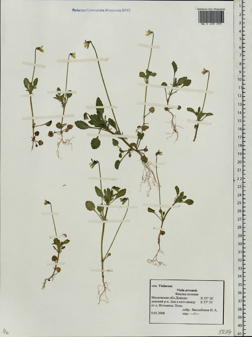 Viola arvensis Murray, Eastern Europe, Moscow region (E4a) (Russia)