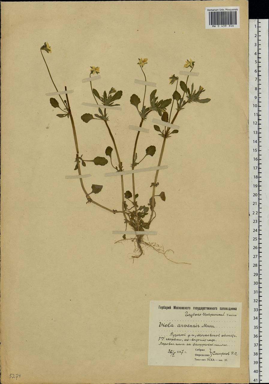 Viola arvensis Murray, Eastern Europe, Moscow region (E4a) (Russia)