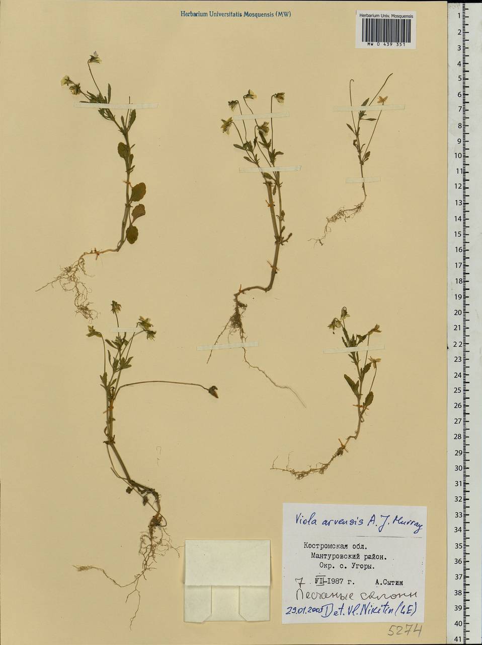 Viola arvensis Murray, Eastern Europe, Central forest region (E5) (Russia)