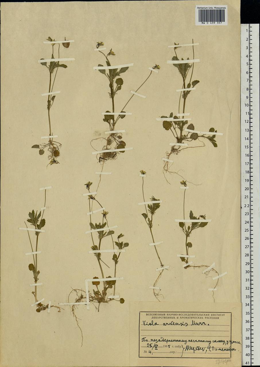 Viola arvensis Murray, Eastern Europe, Moscow region (E4a) (Russia)