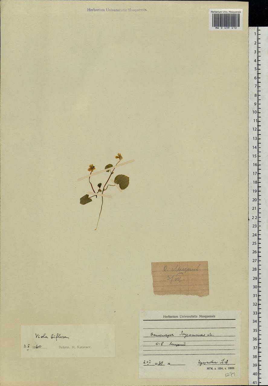 Viola biflora L., Eastern Europe, Northern region (E1) (Russia)