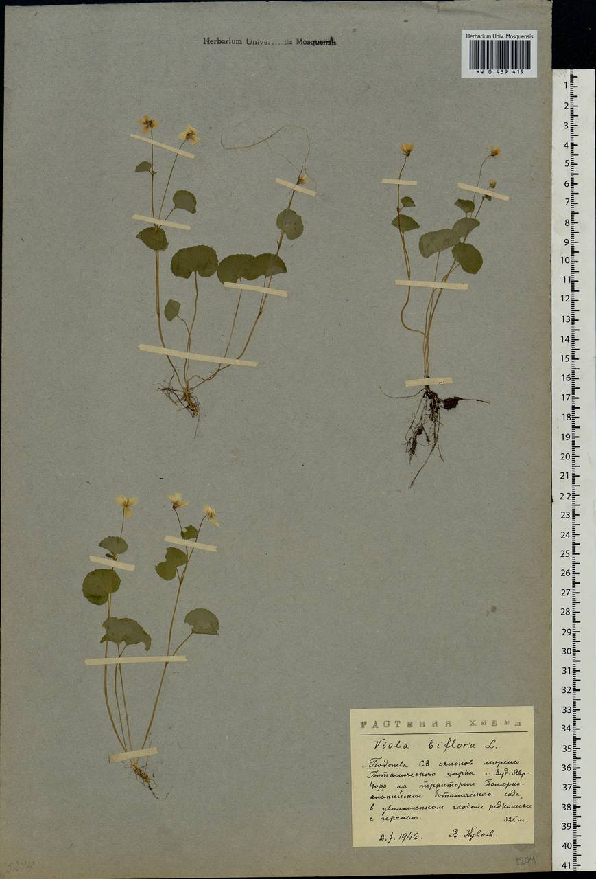 Viola biflora L., Eastern Europe, Northern region (E1) (Russia)