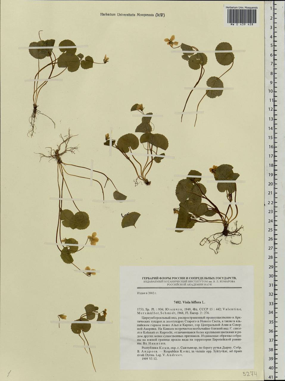 Viola biflora L., Eastern Europe, Northern region (E1) (Russia)