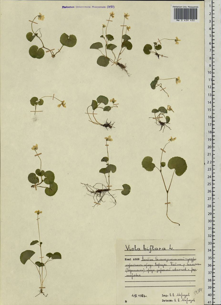 Viola biflora L., Eastern Europe, Northern region (E1) (Russia)