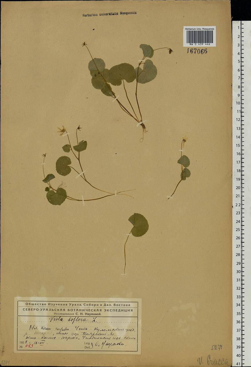 Viola biflora L., Eastern Europe, Northern region (E1) (Russia)