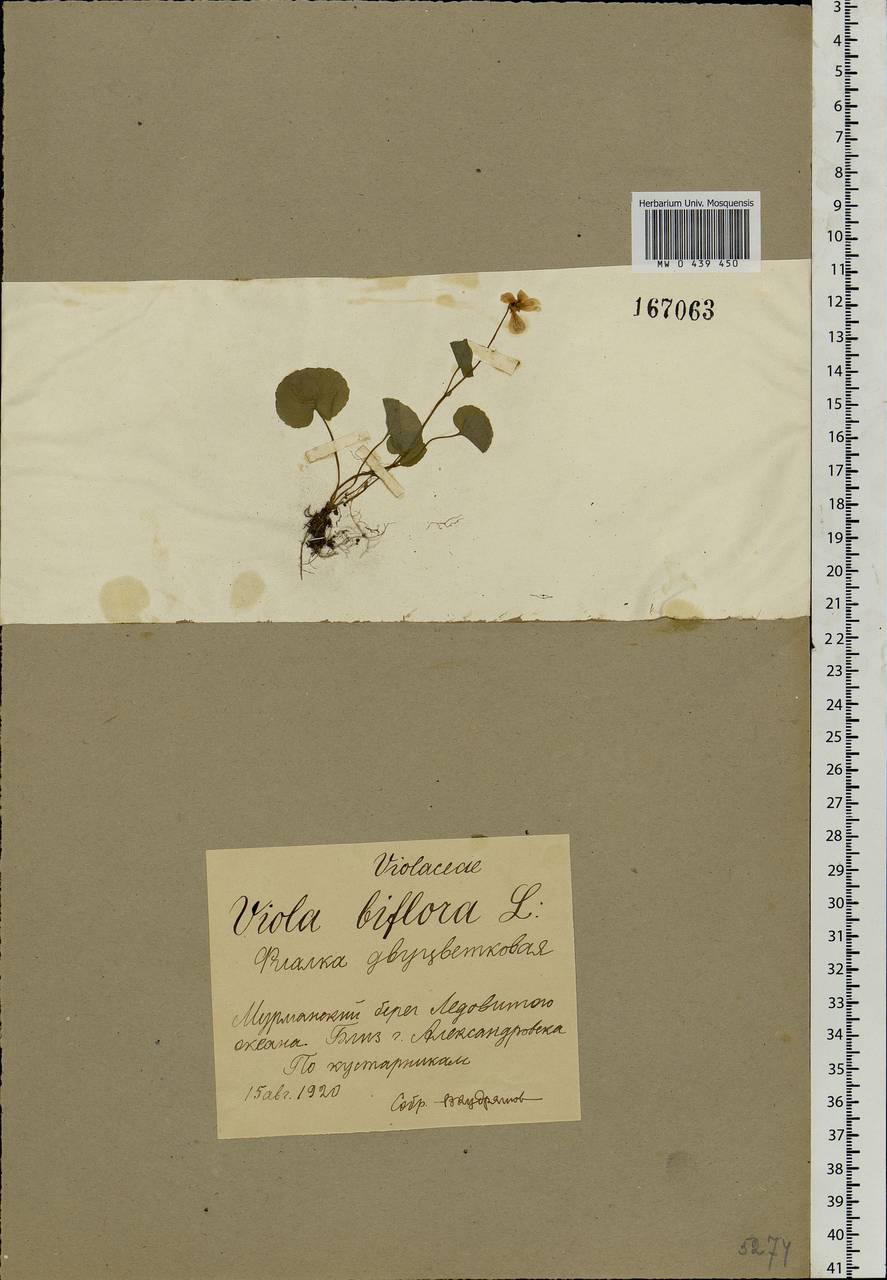 Viola biflora L., Eastern Europe, Northern region (E1) (Russia)