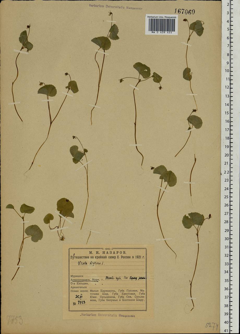 Viola biflora L., Eastern Europe, Northern region (E1) (Russia)