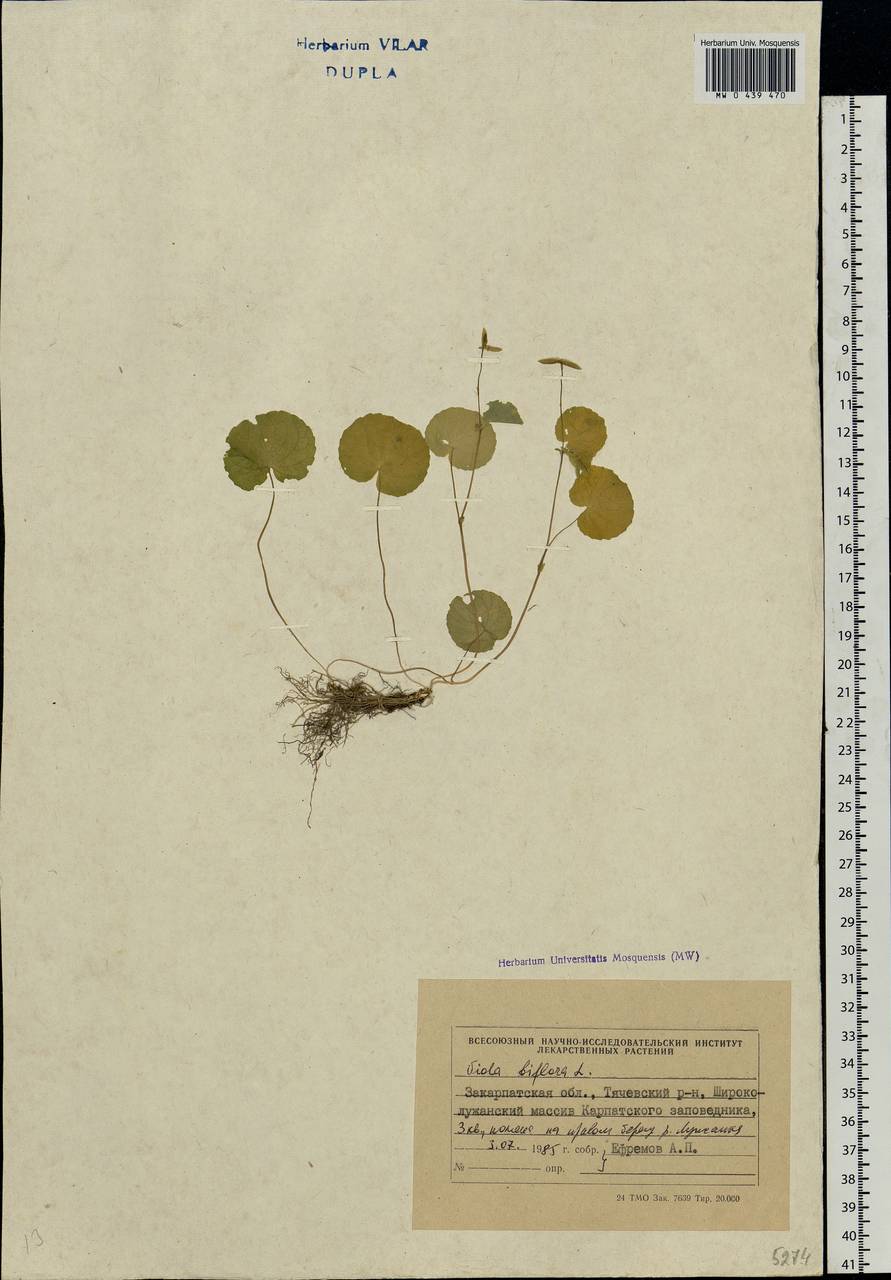 Viola biflora L., Eastern Europe, West Ukrainian region (E13) (Ukraine)