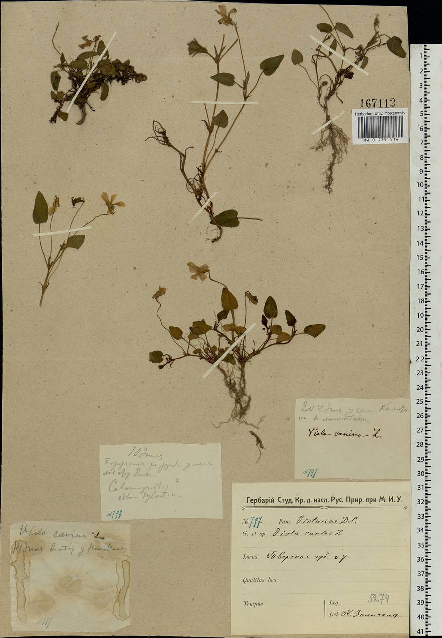 Viola canina L., Eastern Europe, North-Western region (E2) (Russia)