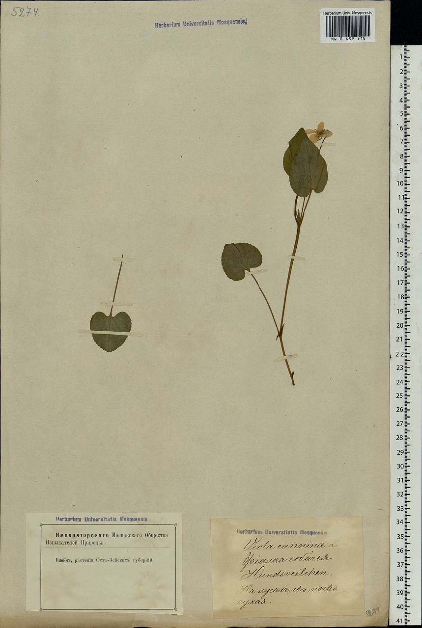 Viola canina L., Eastern Europe, Latvia (E2b) (Latvia)
