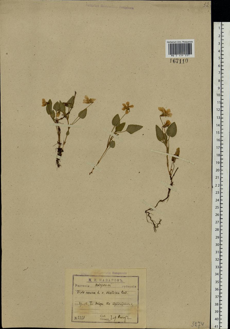 Viola canina L., Eastern Europe, North-Western region (E2) (Russia)