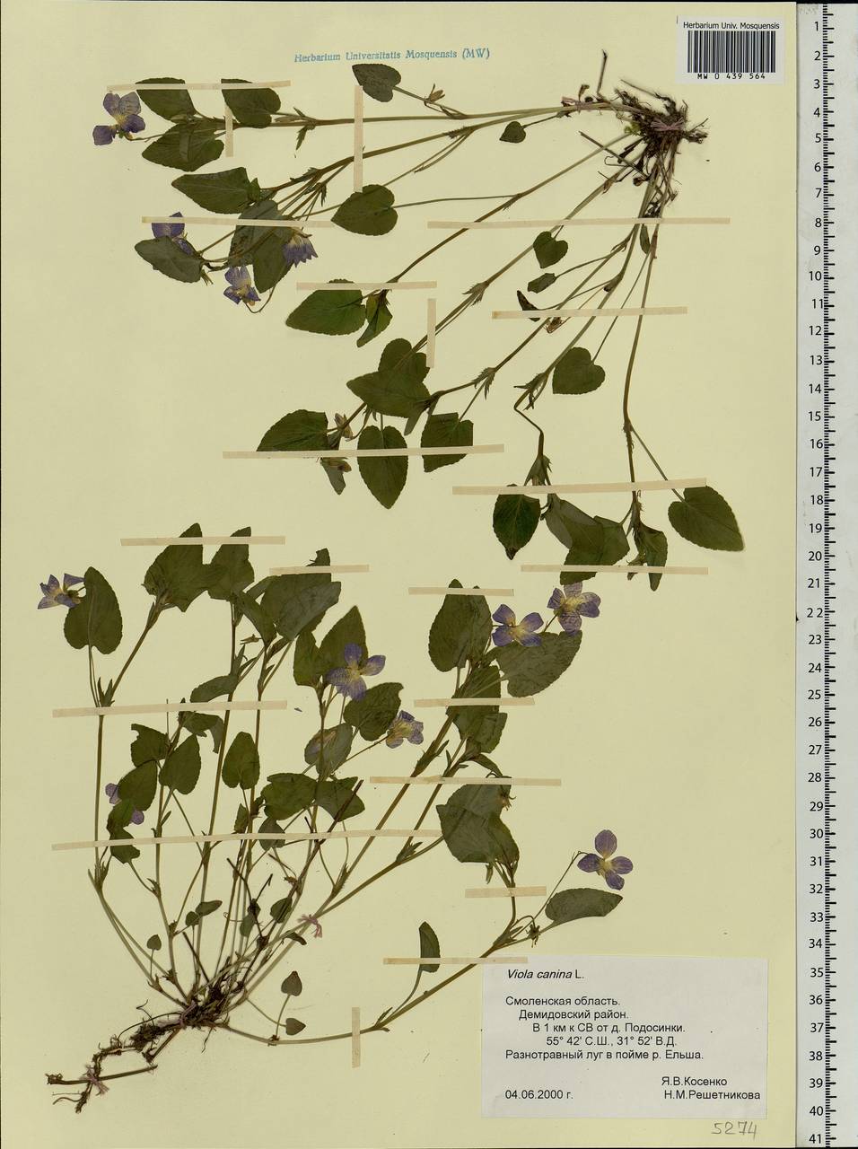 Viola canina L., Eastern Europe, Western region (E3) (Russia)