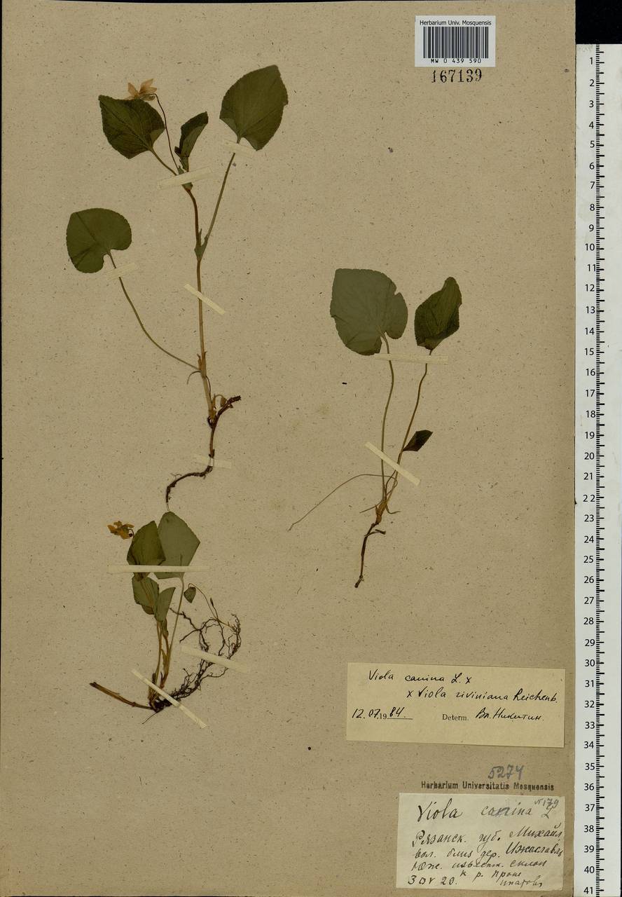 Viola canina L., Eastern Europe, Central region (E4) (Russia)