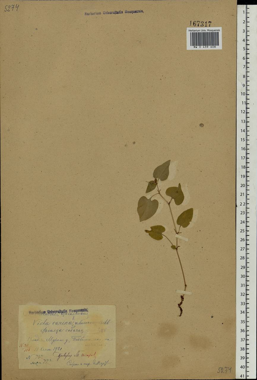 Viola canina L., Eastern Europe, Central region (E4) (Russia)