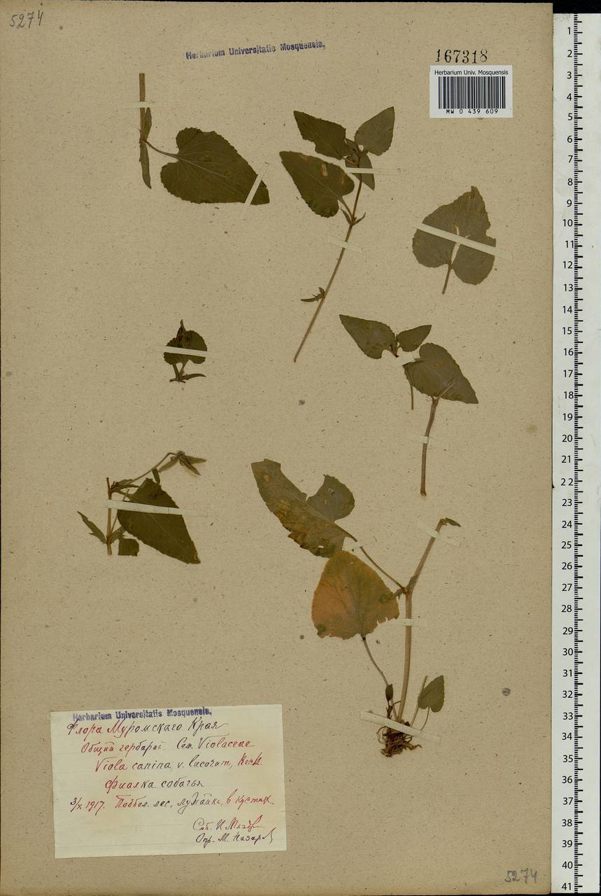 Viola canina L., Eastern Europe, Central region (E4) (Russia)