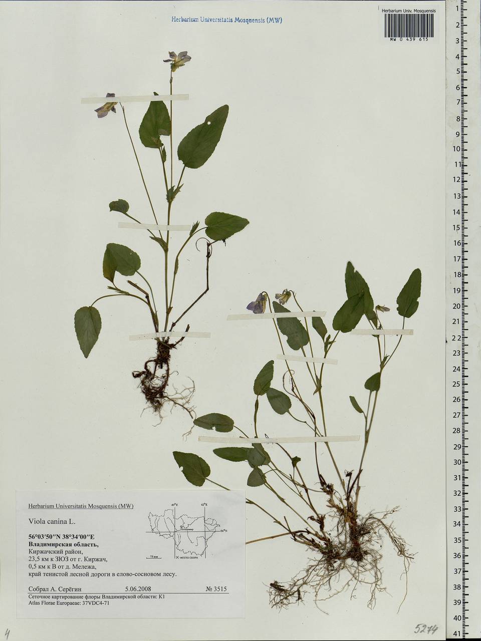 Viola canina L., Eastern Europe, Central region (E4) (Russia)